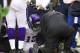 WIth Percy Harvin hobbled, the Vikings will have to lean on Adrian Peterson.