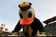 EUGENE, OR - NOVEMBER 26: Puddles the mascot of the Oregon Ducks does push ups after a touchdown against the Oregon State Beavers during the 115th Civil War on November 26, 2011 at the Autzen Stadium in Eugene, Oregon. (Photo by Jonathan Ferrey/Getty Images)