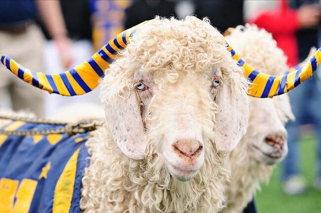 112912-bill-the-goat-800_crop_north.jpg?