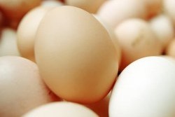 Eggs_crop_north