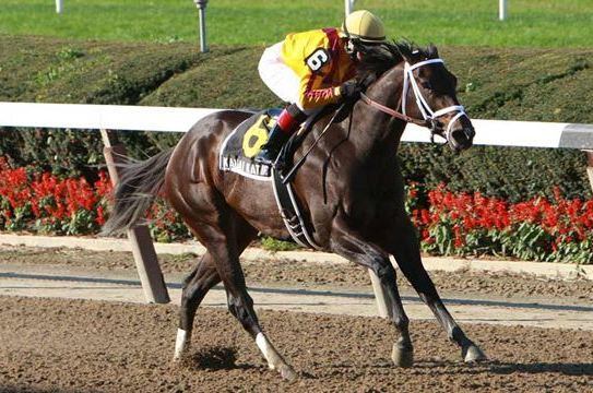 Kauai Katie Proves the Best in Old Hat Stakes