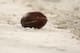 GREEN BAY, WI - JANUARY 12: A football sits in the snow during the game between the Green Bay Packers and the Seattle Seahawks during the NFC divisional playoff game on January 12, 2008 at Lambeau Field in Green Bay, Wisconsin. (Photo by Jonathan Daniel/Getty Images)