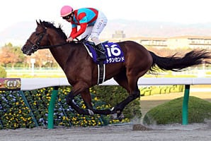 Japanese Champion Transcend Retired to Stud