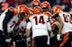 How did the 2012 season play out for the Cincinnati Bengals offense?