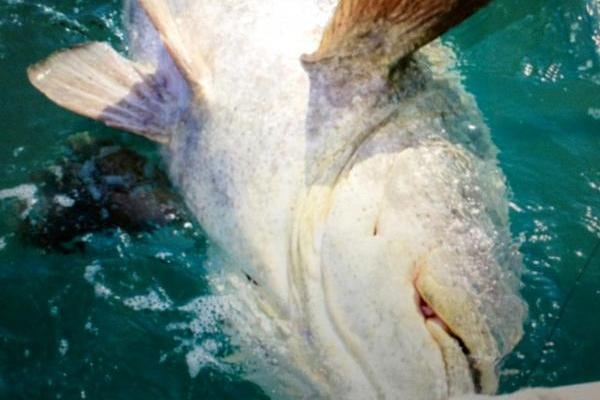 Trout Can Do More Than Baseball, Catches Huge Fish