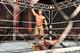Photo courtesy of WWE