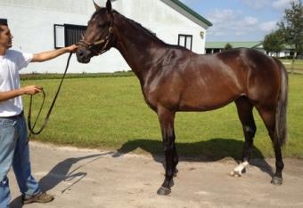 Horse-gorgui_crop_north