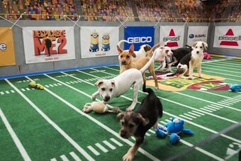 Puppybowl_crop_north