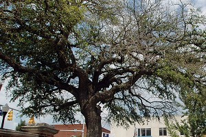 Ncf_a_oaks_ps_300_crop_north
