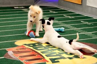 Puppy-bowl-photos-19-625x450-1_crop_north
