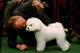 NEW YORK - FEBRUARY 09: A handler talks to his Bichons Frises during the 133rd Annual Westminster Kennel Club Dog Show at Madison Square Garden February 9, 2009 in New York City. The Westminster Kennel Club Dog Show is considered the most important in the United States. (Photo by Chris McGrath/Getty Images)