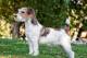 Image from Westminster Kennel