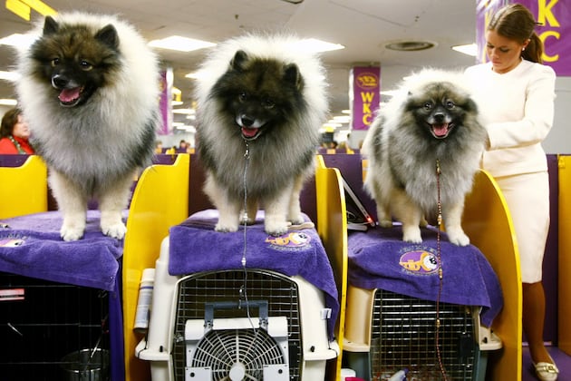 2013 Westminster Dog Show: Historically Successful Breeds to Watch in Showcase