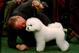 NEW YORK - FEBRUARY 09: A handler talks to his Bichons Frises during the 133rd Annual Westminster Kennel Club Dog Show at Madison Square Garden February 9, 2009 in New York City. The Westminster Kennel Club Dog Show is considered the most important in the United States. (Photo by Chris McGrath/Getty Images)