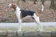 Treeing Walker Coonhound