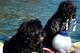 Portuguese Water Dogs (Photo courtesy of Westminster Kennel Club Official Website)