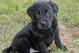Photo courtesy of DailyPuppy.com
