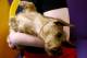 NEW YORK - FEBRUARY 09: 'Archie' a Miniature Wirehaired Dachshund relaxes during the 133rd Annual Westminster Kennel Club Dog Show at Madison Square Garden February 9, 2009 in New York City. The Westminster Kennel Club Dog Show is considered the most important in the United States. (Photo by Chris McGrath/Getty Images)
