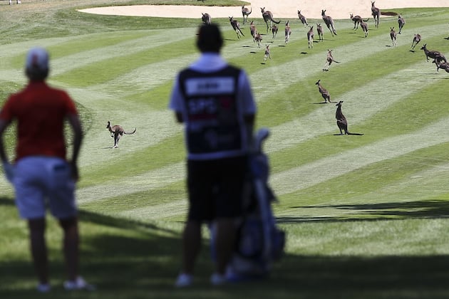 There Was a Kangaroo Delay at the Australian Open