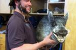 Luke Scott Brought a Stuffed Wild Boar Head to Camp