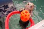Meet Eddie, the Dunking Sea Otter