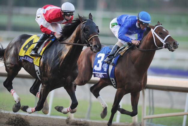 Daisy Devine Favored in Bayou Handicap