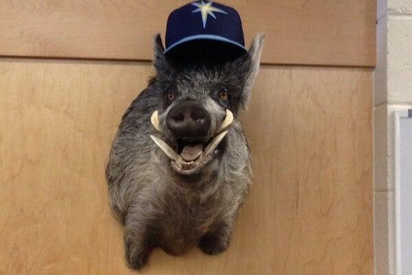 Luke Scott Mounts Wild Boar on His Locker