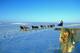 15 Mar 1999: John Baker mushes his dogs during the Iditarod Trail Race in Alaska. Mandatory Credit: Ezra O. Shaw /Allsport