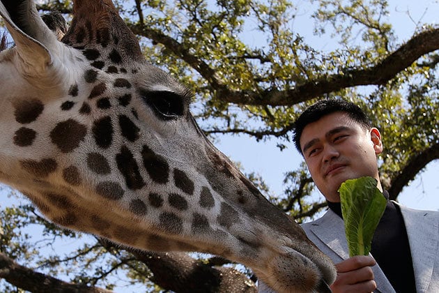Yao Ming Is a Baby Giraffe Now (VIDEO)