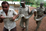 Snakes on a Pitch: Invasion Plagues Indian League