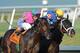 Itsmyluckyday battles Shanghai Bobby at the Holy Bull Stakes (photo by sun-sentinel.com)