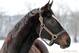 Zenyatta (photo by Zenyatta.com)
