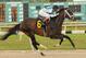 Verrazano winning the G2 Tampa Bay Derby (photo by Tom Cooley for the paulickreport.com)