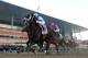 Verrazano wins the G1 Wood Memorial (photo credit: nyra.com)