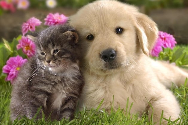 Hallmark Channel Wages War on Puppies with Super Bowl Sunday 'Kitten Bowl'