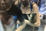 Someone Brought a Raccoon to the Marlins Game