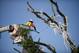 AUBURN, AL - APRIL 23: A member of the Asplundh tree service helps cut down an oak tree on April 23, 2013 at Toomer's Corner in Auburn, Alabama. Auburn University decided to remove the dying oaks after they were poisoned by a rival fan shortly after the 2010 Iron Bowl. (Photo by Michael Chang/Getty Images)