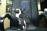 The Rays Have a Penguin Chilling in the Clubhouse
