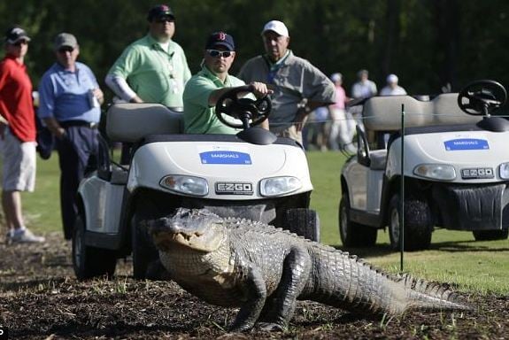 Three-Legged Alligator Crosses Fairway at Zurich Classic