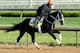 LOUISVILLE, KY - APRIL 30: Black Onyx trained by Kelly Breen runs on the track during morning training in preperation for the 2013 Kentucky Derby at Churchill Downs on April 30, 2013 in Louisville, Kentucky. (Photo by Andy Lyons/Getty Images)