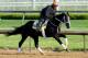 LOUISVILLE, KY - APRIL 30: Black Onyx trained by Kelly Breen runs on the track during morning training in preperation for the 2013 Kentucky Derby at Churchill Downs on April 30, 2013 in Louisville, Kentucky. (Photo by Andy Lyons/Getty Images)