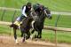 LOUISVILLE, KY - APRIL 27: Charming Kitten, riden by Patti Krotenko, and Revolutionary, riden by Calvin Borel, work out together during the morning excercise session in preparation for the 139th Kentucky Derby at Churchill Downs on April 27, 2013 in Louisville, Kentucky. (Photo by Matthew Stockman/Getty Images)