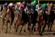 HALLANDALE, FL - MARCH 30: Orb #6 (L), riden by John Velazquez, comes around turn four behind Itsmyluckyday #3, riden by Elvis Trujillo, Narvaez #10, riden by Rajiv Maragh, and Merit Man #8, riden by Kent Desormeaux, during the Florida Derby at Gulfstream Park on March 30, 2013 in Hallandale, Florida. (Photo by Matthew Stockman/Getty Images)