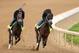 LOUISVILLE, KY - APRIL 27: Overanalyze, riden by Gary Stevens, and Palace Malice, riden by Mike Smith, work out together during the morning excercise session in preparation for the 139th Kentucky Derby at Churchill Downs on April 27, 2013 in Louisville, Kentucky. (Photo by Matthew Stockman/Getty Images)