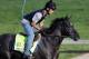 LOUISVILLE, KY - MAY 01: Mylute goes over the track during morning training in preparation for the 2013 Kentucky Derby at Churchill Downs on May 1, 2013 in Louisville, Kentucky. (Photo by Rob Carr/Getty Images)