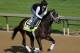 LOUISVILLE, KY - MAY 01: Charming Kitten trains on the track in preparation for the 2013 Kentucky Derby at Churchill Downs on May 1, 2013 in Louisville, Kentucky. (Photo by Rob Carr/Getty Images)