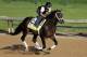 LOUISVILLE, KY - MAY 01: Exercise rider Humberto Zamora rides Kentucky Derby hopeful Verrazano during morning training in preparation for the 2013 Kentucky Derby at Churchill Downs on May 1, 2013 in Louisville, Kentucky. (Photo by Rob Carr/Getty Images)