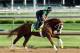 LOUISVILLE, KY - MAY 02: Will Take Charge runs on the track during the morning training for the 2013 Kentucky Derby at Churchill Downs on May 2, 2013 in Louisville, Kentucky. (Photo by Andy Lyons/Getty Images)