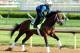 LOUISVILLE, KY - MAY 02: Palace Malice runs on the track during the morning training for the 2013 Kentucky Derby at Churchill Downs on May 2, 2013 in Louisville, Kentucky. (Photo by Andy Lyons/Getty Images)