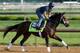 LOUISVILLE, KY - MAY 01: Overanalyze trained by Todd Pletcher runs on the track during the morning training for the 2013 Kentucky Derby at Churchill Downs on May 1, 2013 in Louisville, Kentucky. (Photo by Andy Lyons/Getty Images)